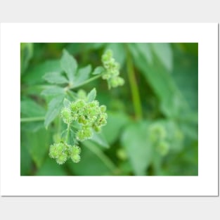 Green seeds poofy plant Posters and Art